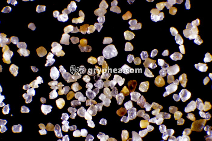 Sable - Cap Blanc-Nez (Pas-de-Calais) x5 - gryphea.com